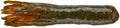 Big Bite Baits Tour Tube 3 1 2 inch Soft Plastic Tube 10 pack