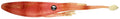Nomad Design Live Ops SW Jerksquid Soft Plastic Jerkbait 5 Inch