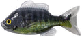 LIVETARGET Unrigged Sunfish 38 Inch