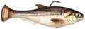 Z Man Shadtron Line Through Slow Sinking Swimbait 6 Inch