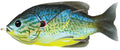 LIVETARGET Hollow Body Sunfish