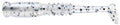 Mule Fishing Donkey Tail Jr 16 inch Paddle Tail Swimbait 12 pack