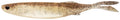 Nomad Design Freshwater Live Ops Fallout Minnow w Adjusta Ball System 425 Inch