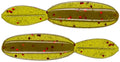 BaitFuel NanoBug Panfish Bug 2 Inch